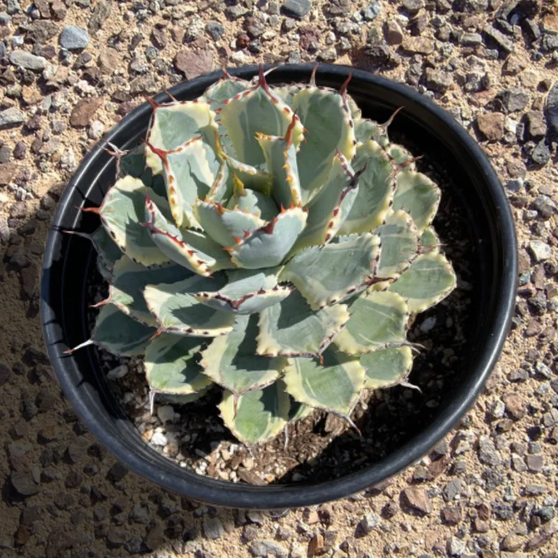 gobekusa31560706