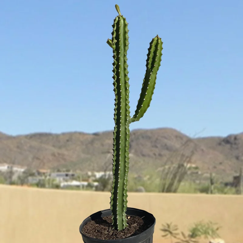 gobekusa31560735