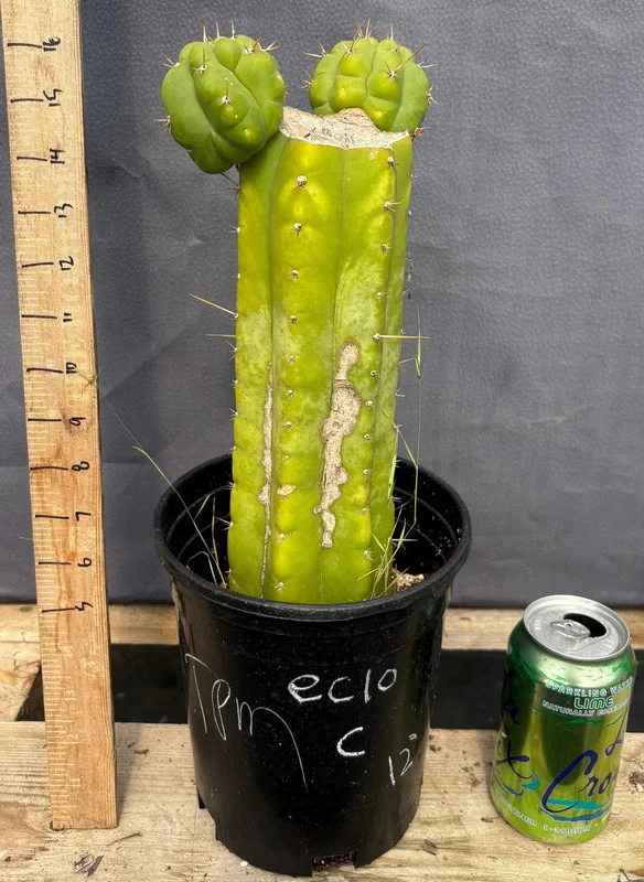 gobekusa91585037