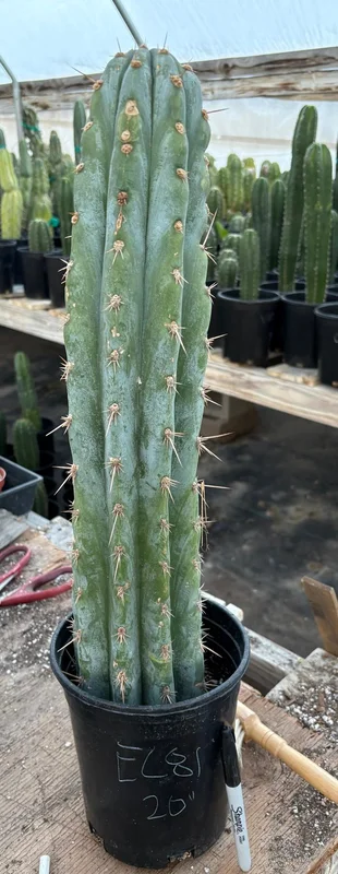 gobekusa91585093