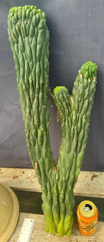gobekusa91585192