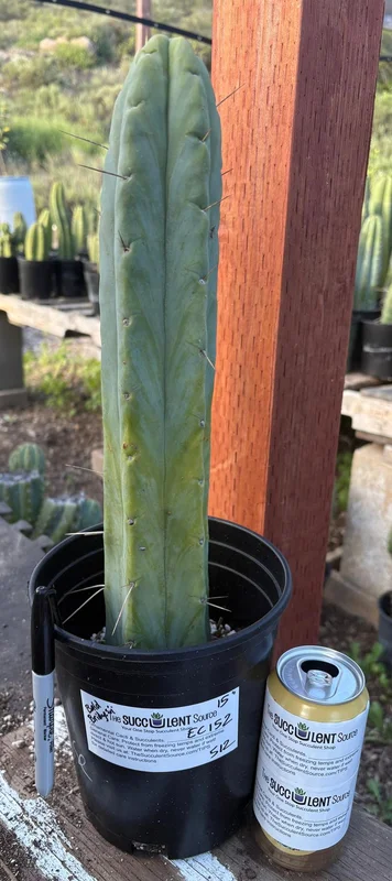 gobekusa91585229