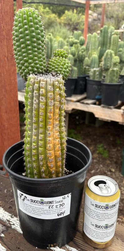 gobekusa91585392