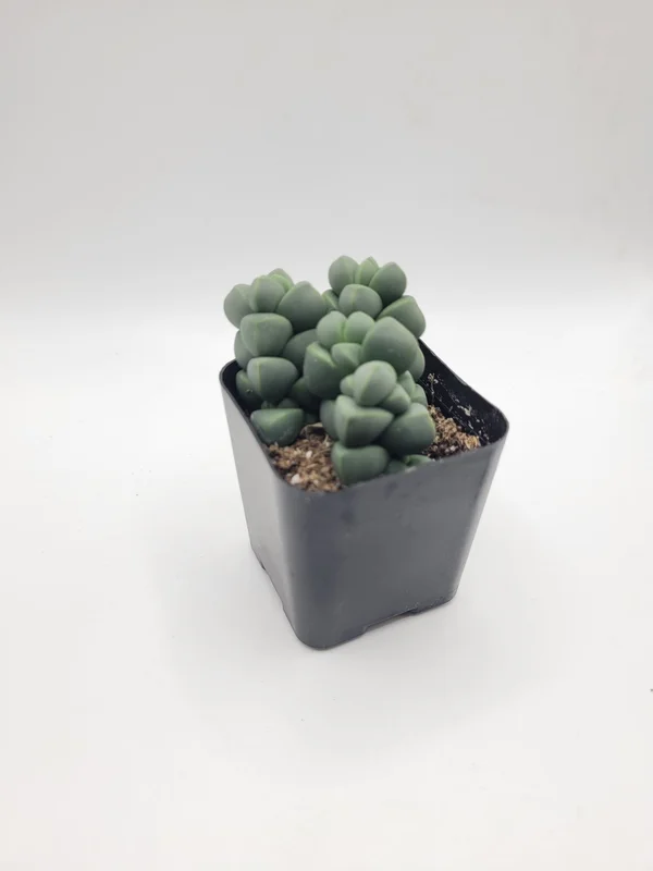 gobekusa91585424