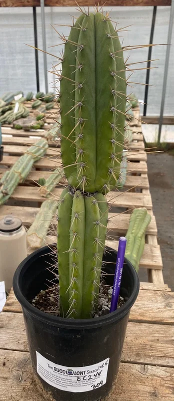 gobekusa91628362