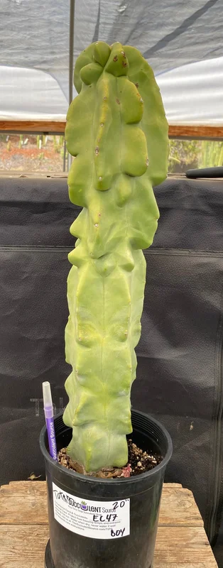 gobekusa91824880