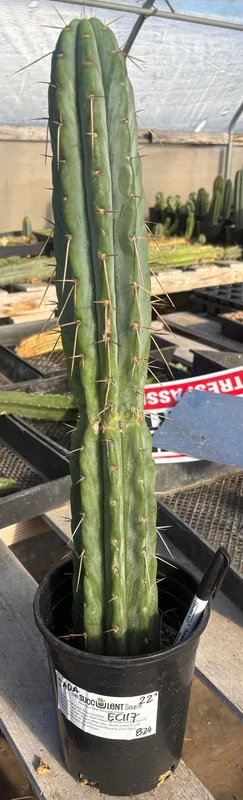 gobekusa91824969
