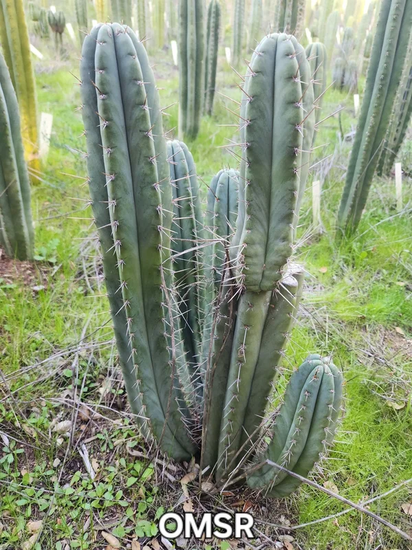 gobekusa91825079