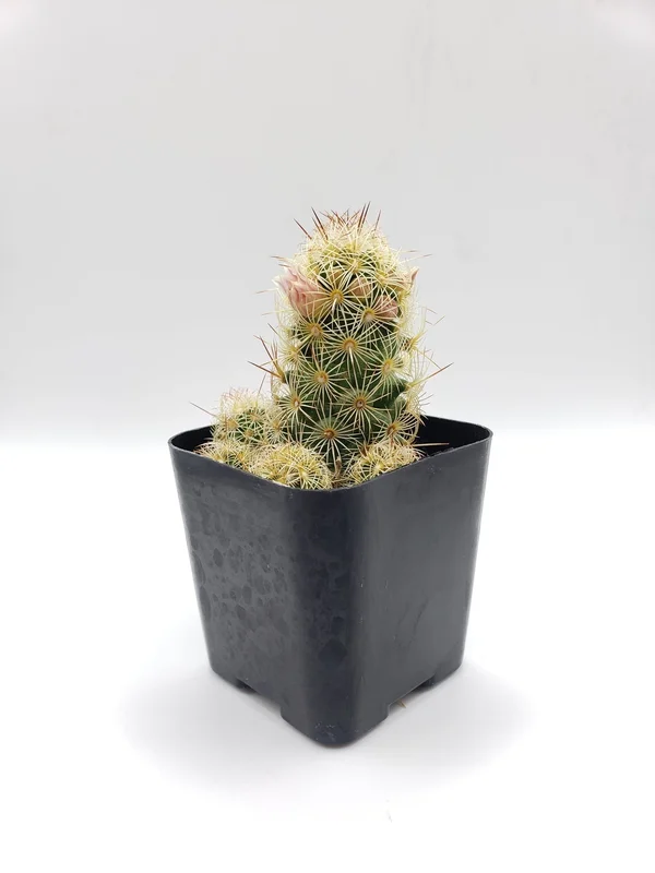 gobekusa91825085