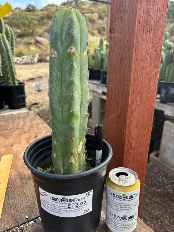 gobekusa91825185