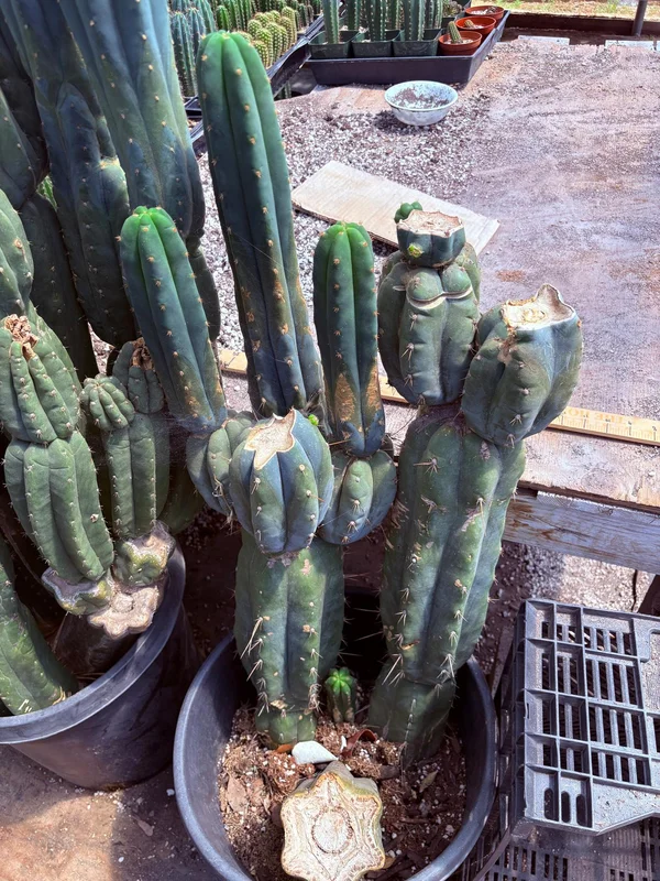 gobekusa91825267
